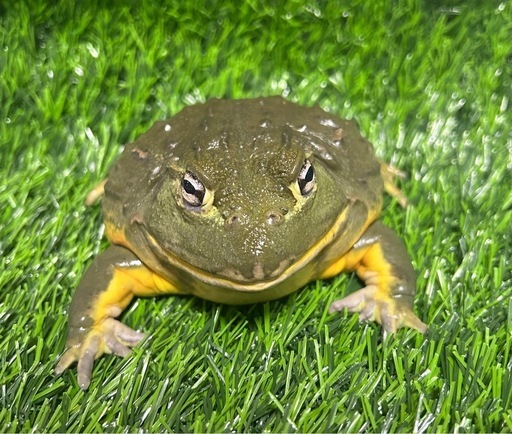 アフリカウシガエル　オス