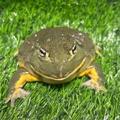 アフリカウシガエル　オスの画像