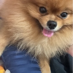 【募集】3歳♂ポメラニアン