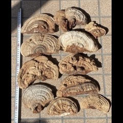 【3月末で一旦終了】天然採取 サルノコシカケ 量り売り @200/100g さるのこしかけ 🐵の画像