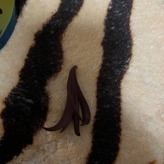 マリ　フィギュアの画像