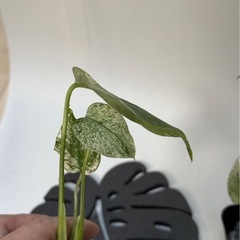 モンステラ ホワイトモンスター 天津蘭 斑入り2株の画像