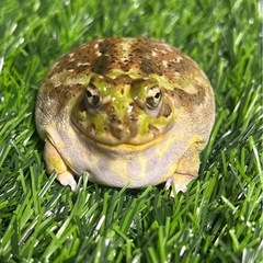 チャコガエル　アダルトの画像