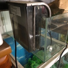 大型水槽
の画像