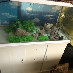 大型水槽
の画像