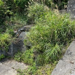 お墓の草刈りの画像