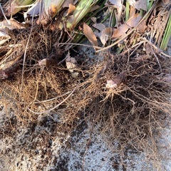 【ガーデニング】ディエテス　ビコロル　抜き苗 の画像