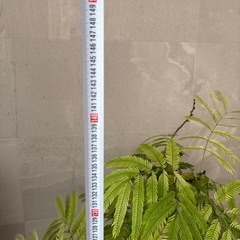 エバーフレッシュの画像