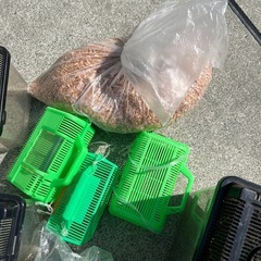 カブトムシetc 幼虫　昆虫　飼育セット！の画像