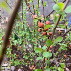 ボケの小木の画像