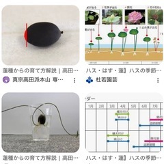 🟣蓮のタネの画像