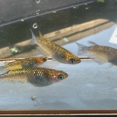 メダカ 覇王🐉 2ペア  めだかの画像