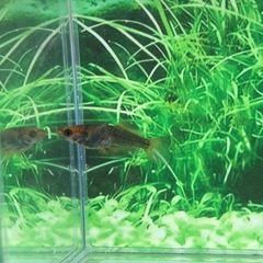 【メダカのしっぽ】グリフォン1ペアの画像