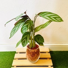 クテナンテ　セトサ　観葉植物　ハイドロカルチャー　セラミスの画像