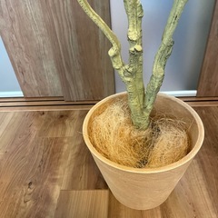 造花観葉植物の画像