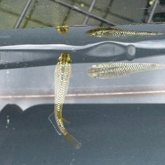 メダカ 覇王🐉ゴールドタイプ 1ペアの画像