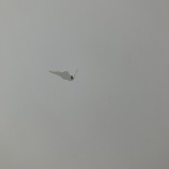 猫脚
折りたたみテーブルの画像