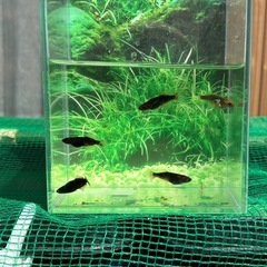 3／22まで！(二子玉メダカ血統)グリフォン2ペア＋1(メス)(産卵中です！の画像