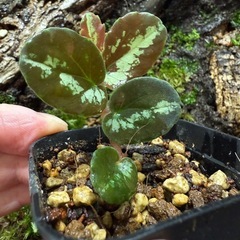 テラリウム植物　コケ　5種類の画像