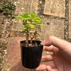 アロマティカス　2号ポット　挿し木苗の画像