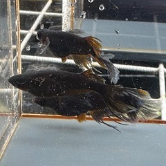 メダカ 黒心龍🐉道 1ペア+メスの画像