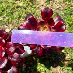 メドゥーサ／アエオニウムの画像