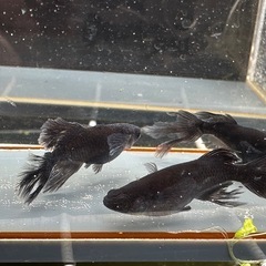 取り置き中 メダカ 吽形 1ペア+メスの画像