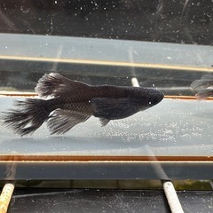 取り置き中 メダカ 吽形 1ペア+メスの画像