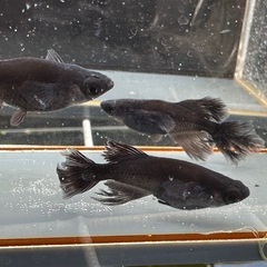 取り置き中 メダカ 吽形 1ペア+メスの画像