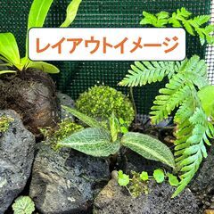【送料無料】カゴメラン1株　観葉植物　山野草　湿生植物の画像