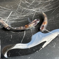 メダカ 雲州三色 1ペア+メス 若魚の画像