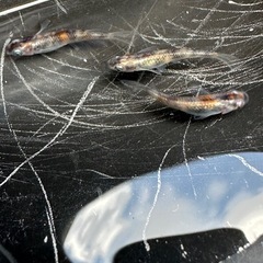 メダカ 雲州三色 1ペア+メス 若魚の画像
