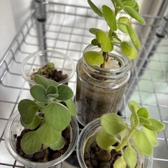 アロマティカスの画像