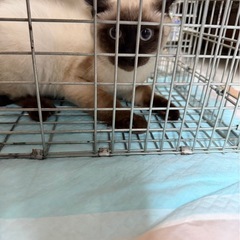 可愛いすぎるシャム君を保護♡去勢済み！4ヶ月