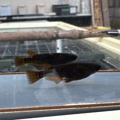 メダカ 黒心龍🐉黒極み 鰭染まり 1ペア+メスの画像
