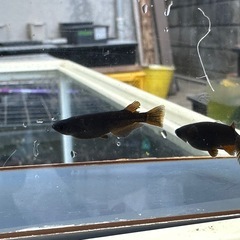 メダカ 黒心龍🐉黒極み 鰭染まり 1ペア+メスの画像