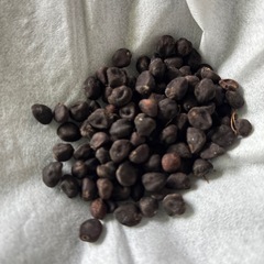 🟣団十郎　あさがおの種の画像