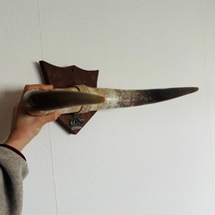 水牛　角飾り　インテリアの画像