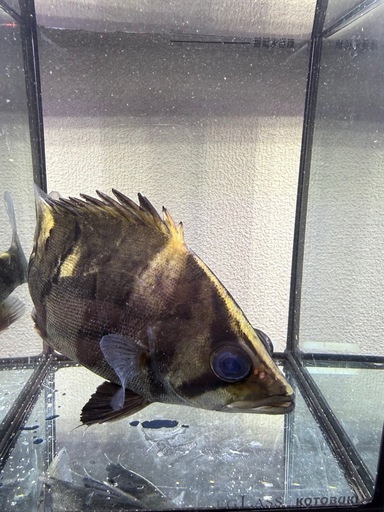 ダトニオリアルバンド