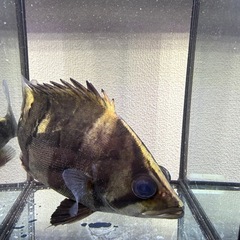 ダトニオリアルバンドの画像