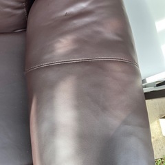 シフォンジュニアS       　の画像