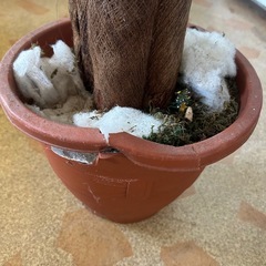 大型フェイクグリーンの画像