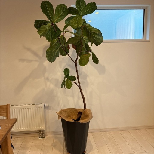 カシワバゴムの木(フィカス・リラータ) 観葉植物