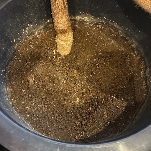 カシワバゴムの木(フィカス・リラータ) 観葉植物