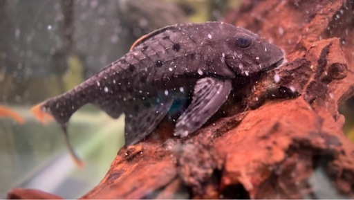 オレンジフィンアーマードプレコ　プレコ　アクアリウム　熱帯魚　水槽　大型魚　古代魚