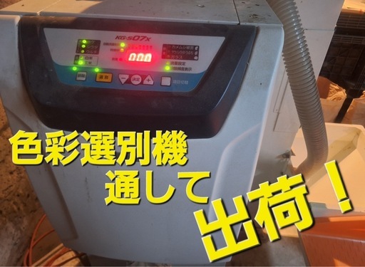 とちぎの星　30kg  玄米