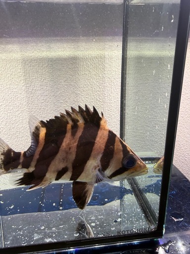 [発色良]ダトニオリアルバンド