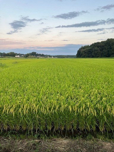 令和7年　茨城県産コシヒカリ玄米　30kg