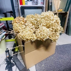 ドライフラワー アナベルの画像