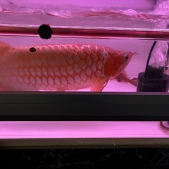 水槽用LEDライトの画像